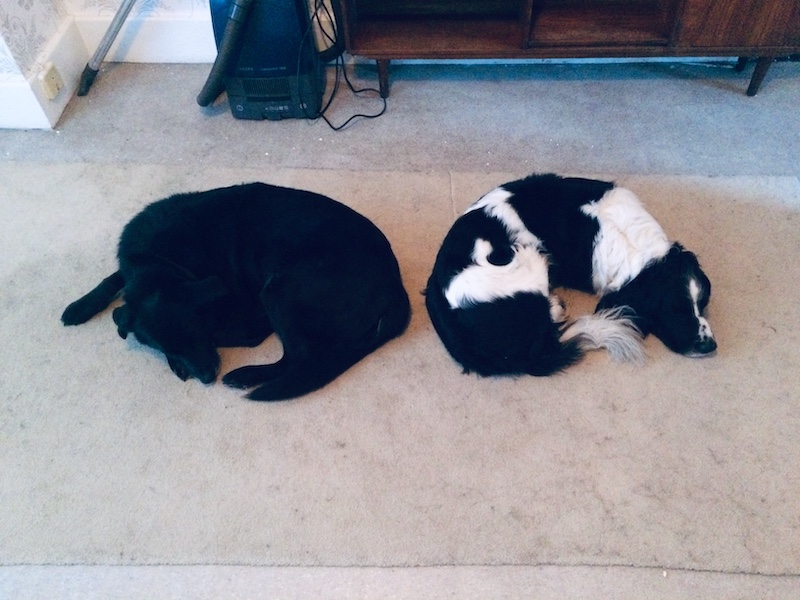 two dogs asleep