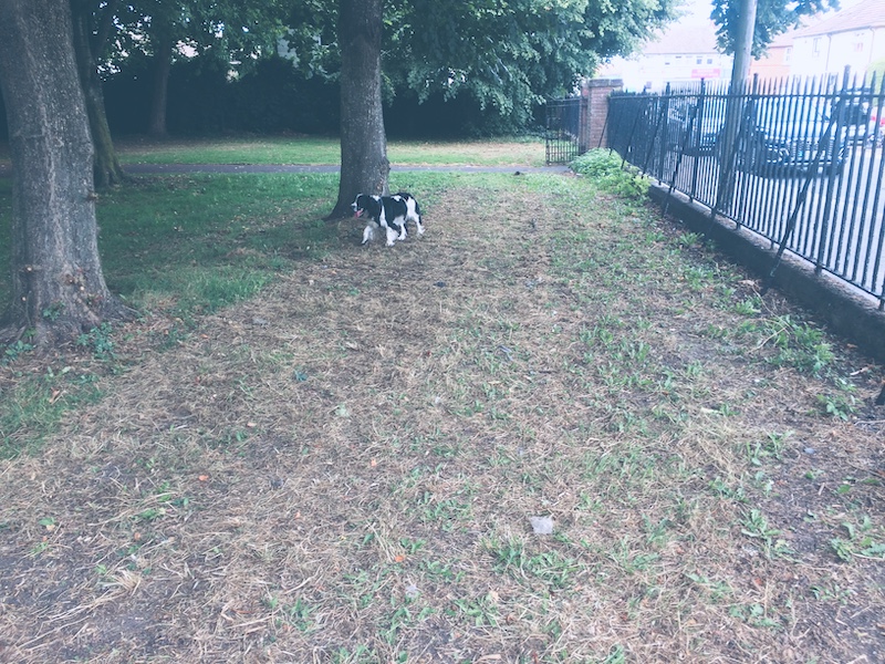 a park that looks a bit forties